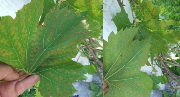 Příznaky a léčba alternariózy hroznů, rezistentní odrůdy